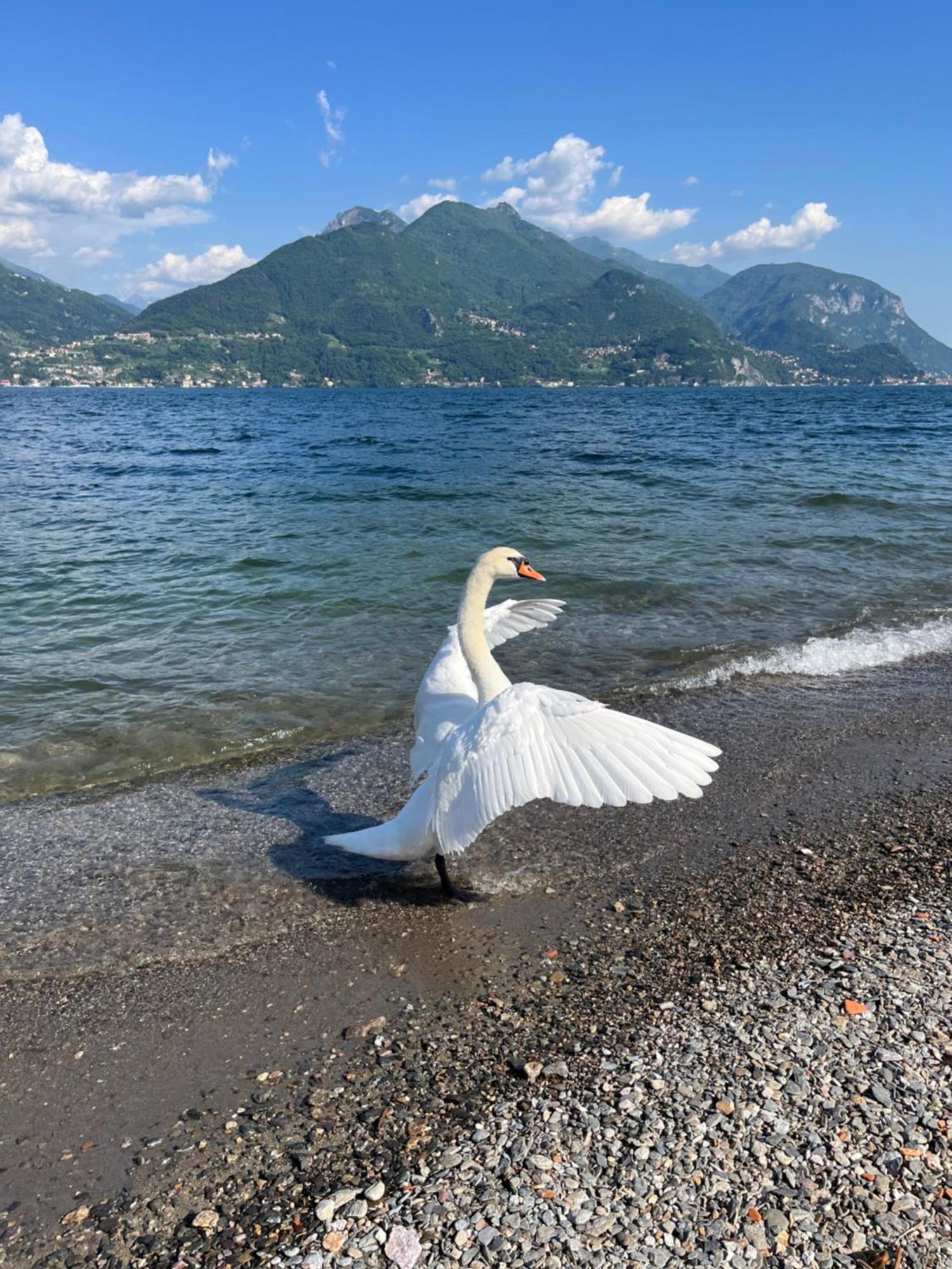 Luxury Apartment Lake Como Acquaseria Dış mekan fotoğraf